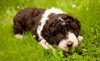 lagotto romagnolo