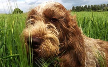 spinone-italiano