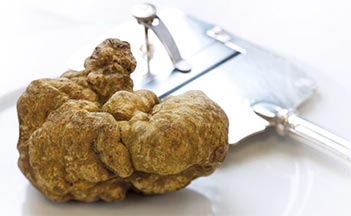 tartufo-liga-1