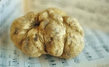 tartufo-mozart